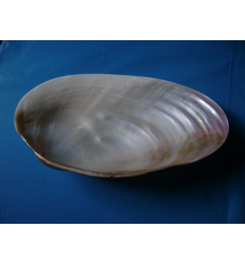 Đĩa ốc cừ